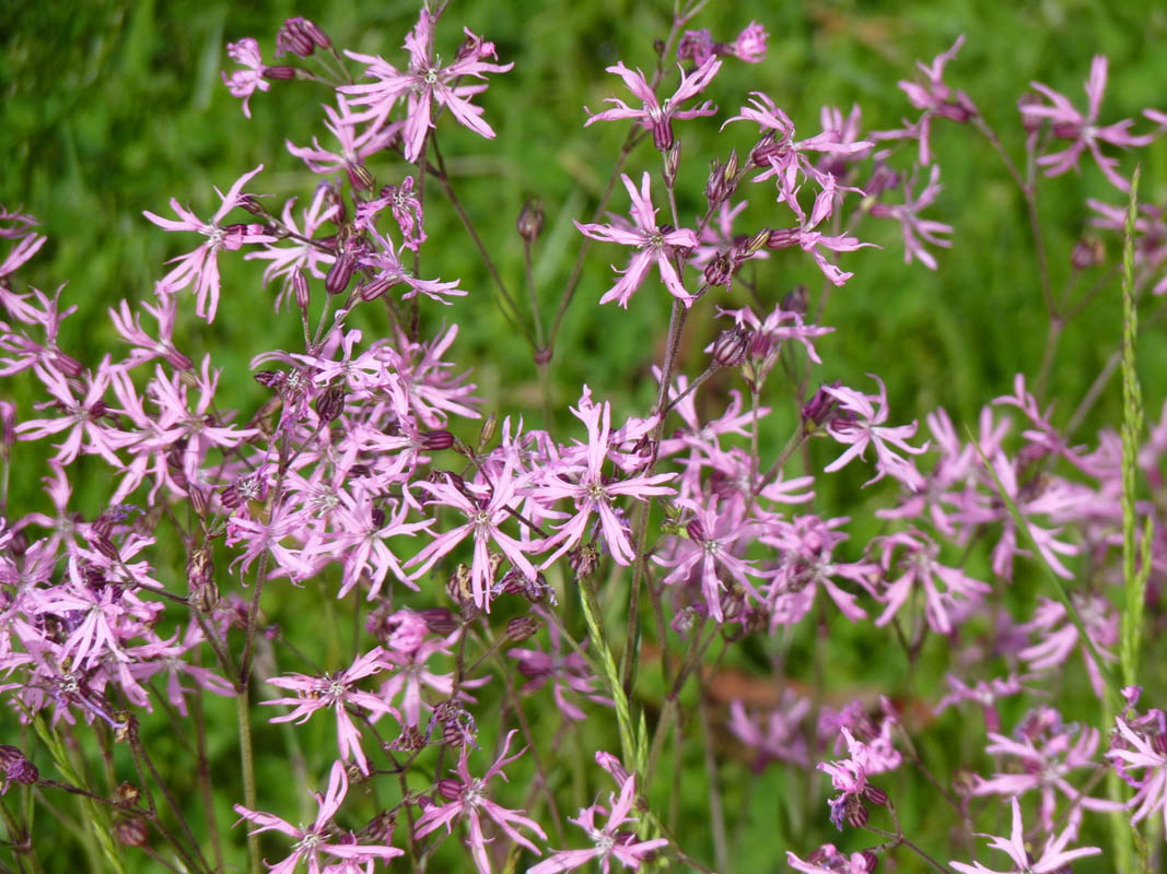 Lychnis flos-cuculi photo